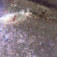 Image for article titled Beneath the Arctic's Sea Ice, Robots Are Illuminating a Mysterious World